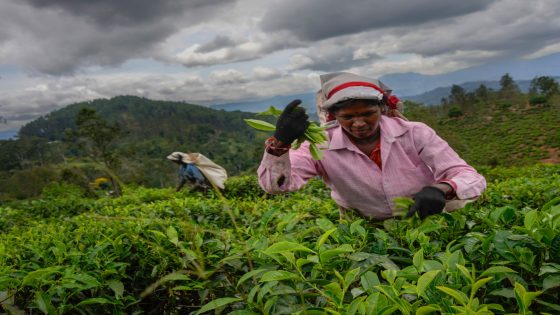 Sri Lanka’s tea estate workers courted by presidential candidates | Elections News