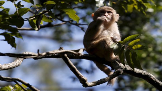 Activists warn of dangers as Hong Kong zoo probes monkey deaths | News