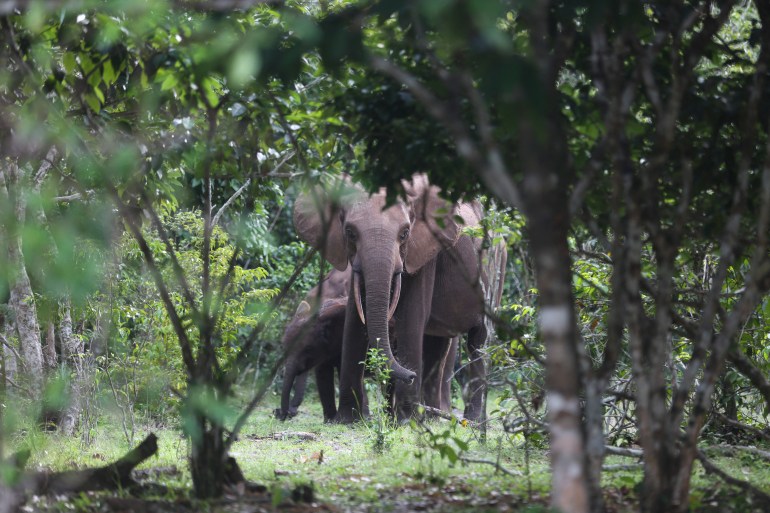 Elephant in Gabon