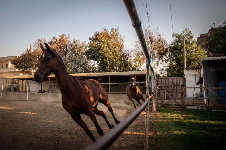 Traumatised horses