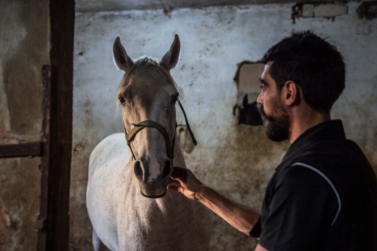 Traumatised horses