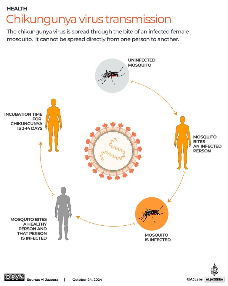 Interactive_Chikungunya_October24_2024-transmission