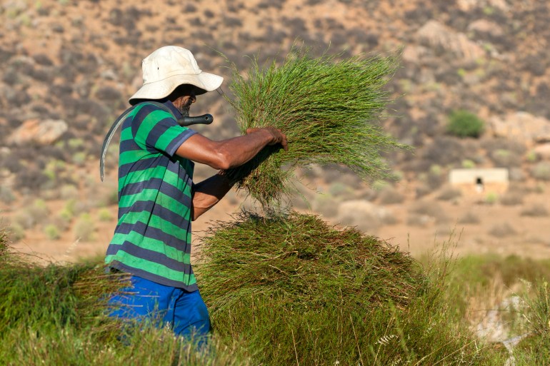 Farmhand Gert harvesting rooibos plants with a sickle in the Cederberg mountains in South Africa. [Courtesy of Red Espresso]