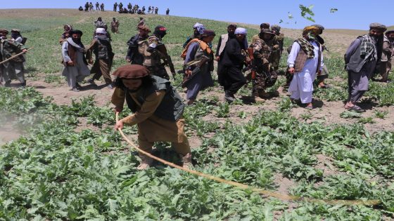 Afghan opium cultivation bouncing back amid Taliban clampdown | News