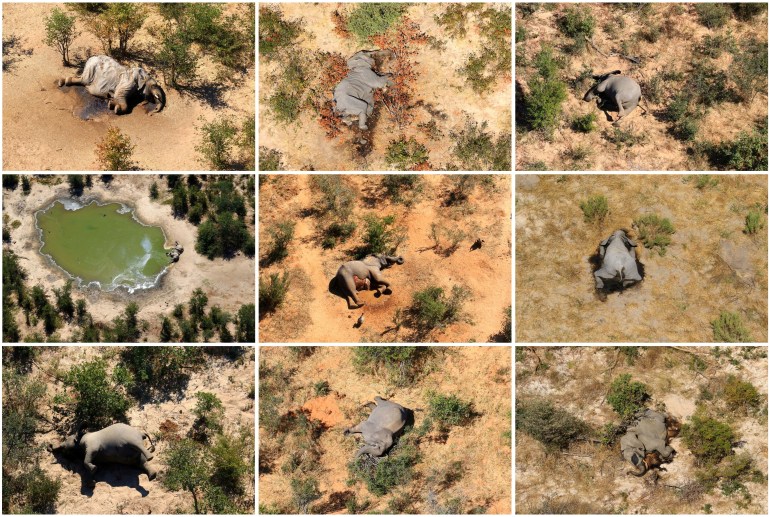 A combination photo shows dead elephants in Okavango Delta, Botswana May-June, 2020. PHOTOGRAPHS OBTAINED BY REUTERS/Handout via REUTERS ATTENTION EDITORS - THIS IMAGE HAS BEEN SUPPLIED BY A THIRD PARTY. TPX IMAGES OF THE DAY