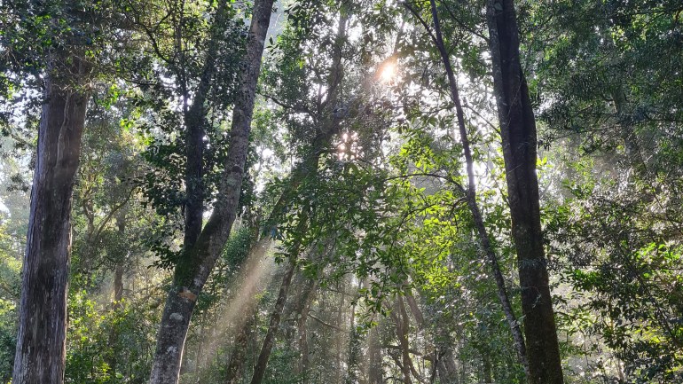 Africa’s forest canopies