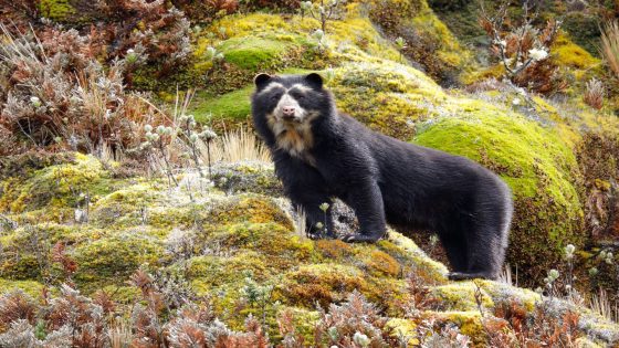 The Colombian coffee growers protecting the spectacled bear | Sustainability