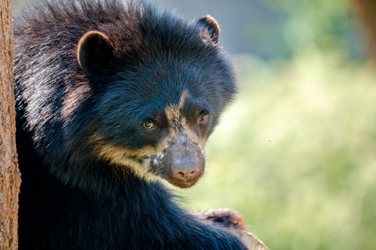 Spectacled Bear - Tremarctos ornatus - in a tree. Native short-faced bear from South America which is classed as vulnerable [Richard Sharrocks/Getty]