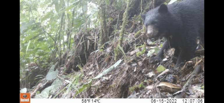 Spectacled bear caught on camera